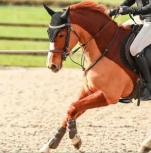 Equestre Sport Saddle Pad & Ear Veil