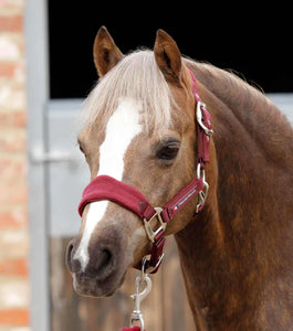 Premier Equine Fleece Padded Small Pony or Pony Head Collar