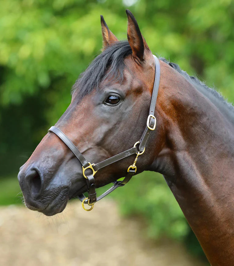 Premier Equine Pasco Plain Leather Head Collar