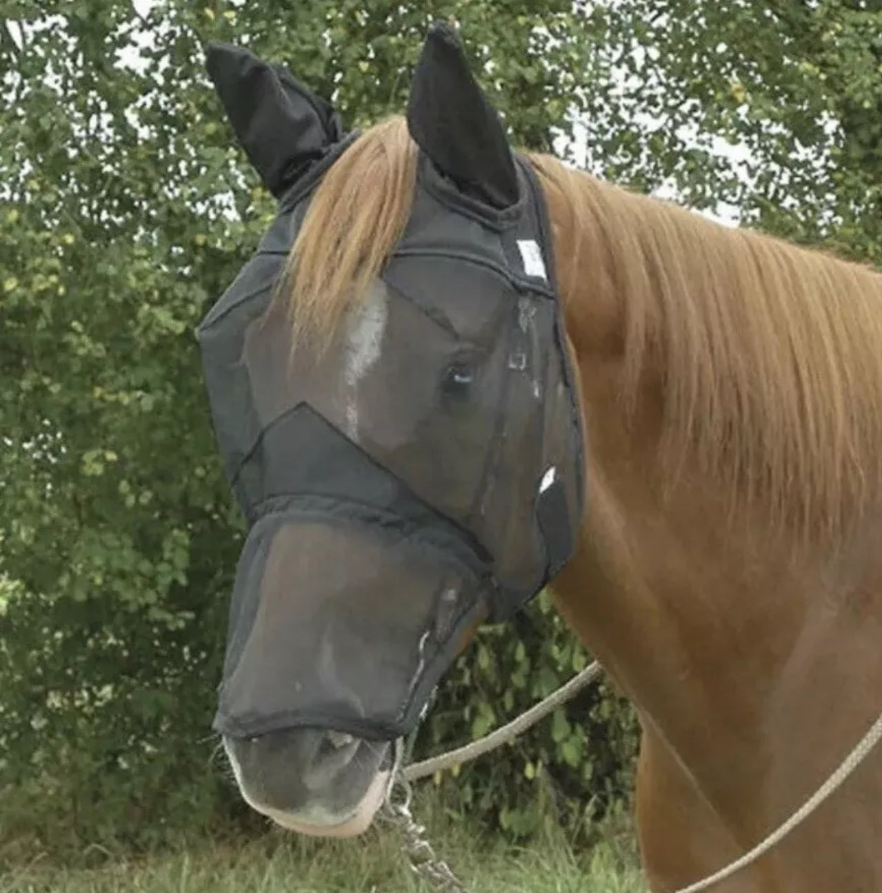 Sheldon Fly Mask - Pony