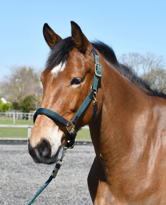 Heritage Anatomical Leather Lined Headcollar