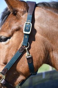 Heritage Anatomical Leather Lined Headcollar