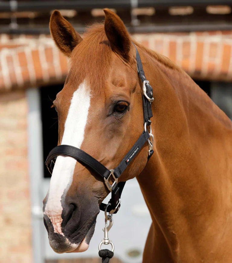 Premier Equine Plain Padded Horse Head Collar