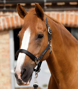 Premier Equine Plain Padded Horse Head Collar