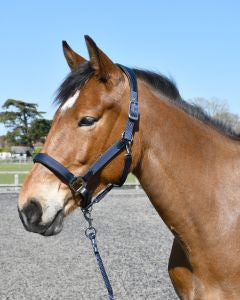 Heritage Anatomical Leather Lined Headcollar