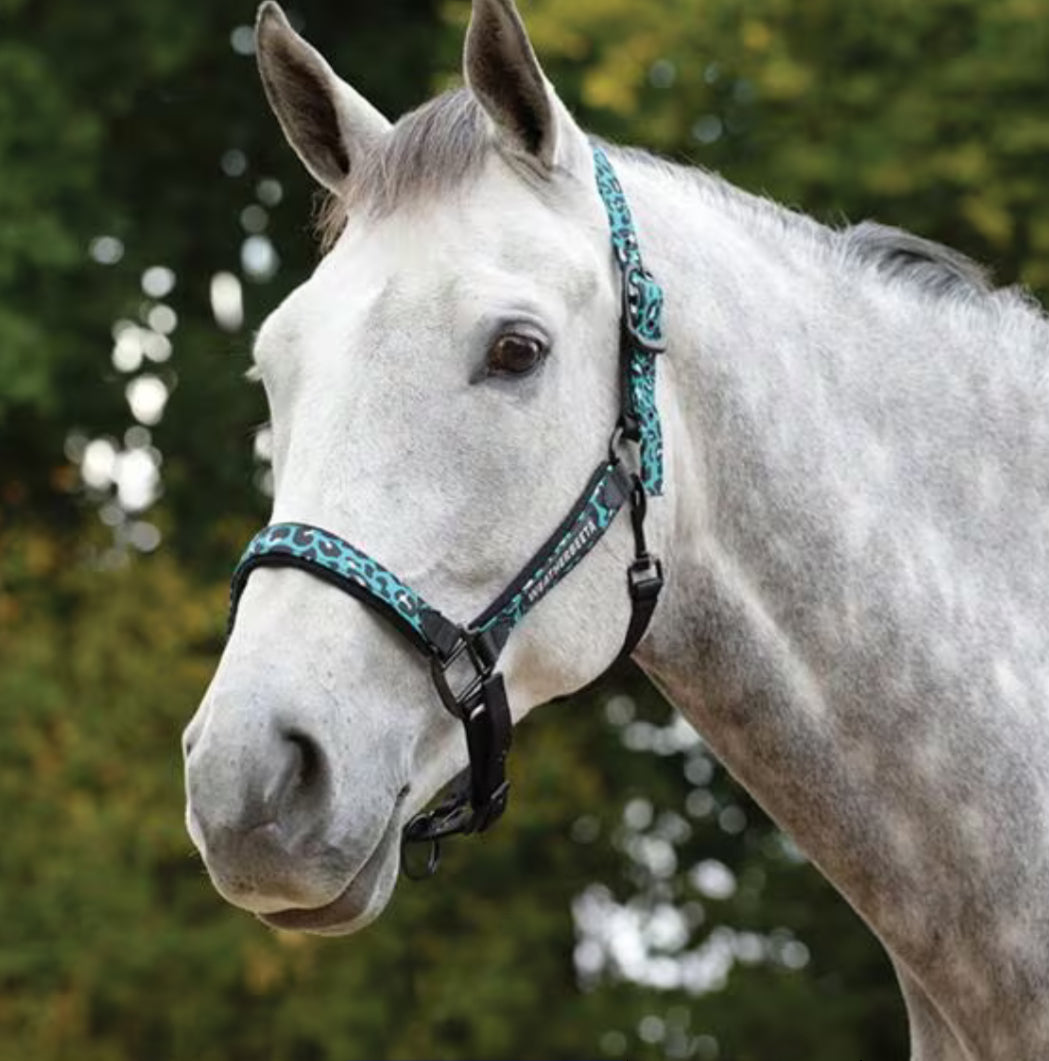 Weatherbeeta Turquoise Leopard Print Headcollar - Full Size