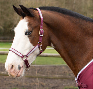 Gallop Bling Headcollar & FREE LEADROPE