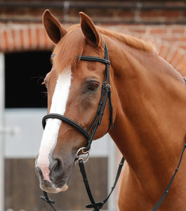 Premier Equine Mossimo Cavesson Bridle