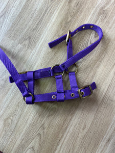 Foal Headcollar