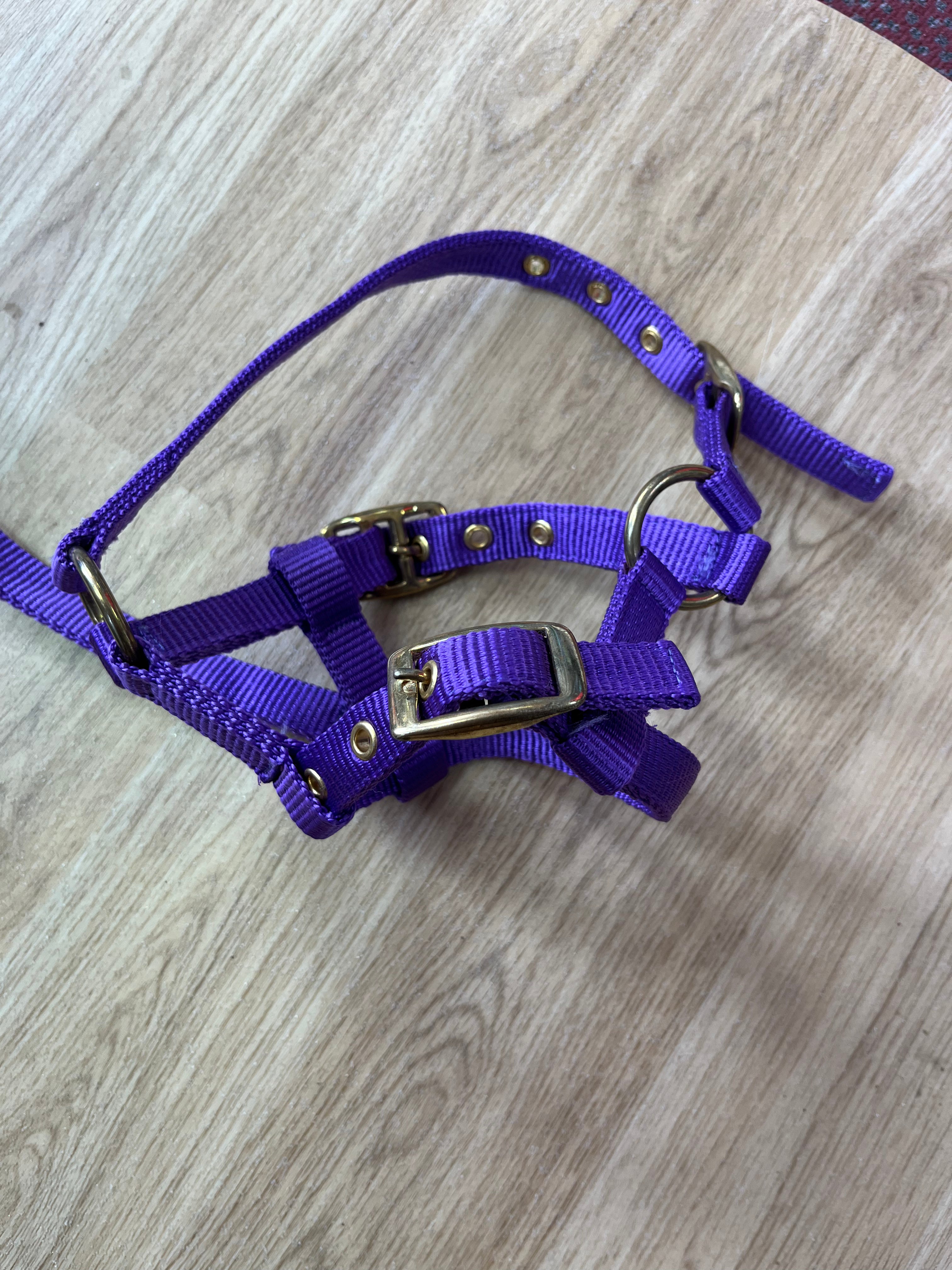 Foal Headcollar