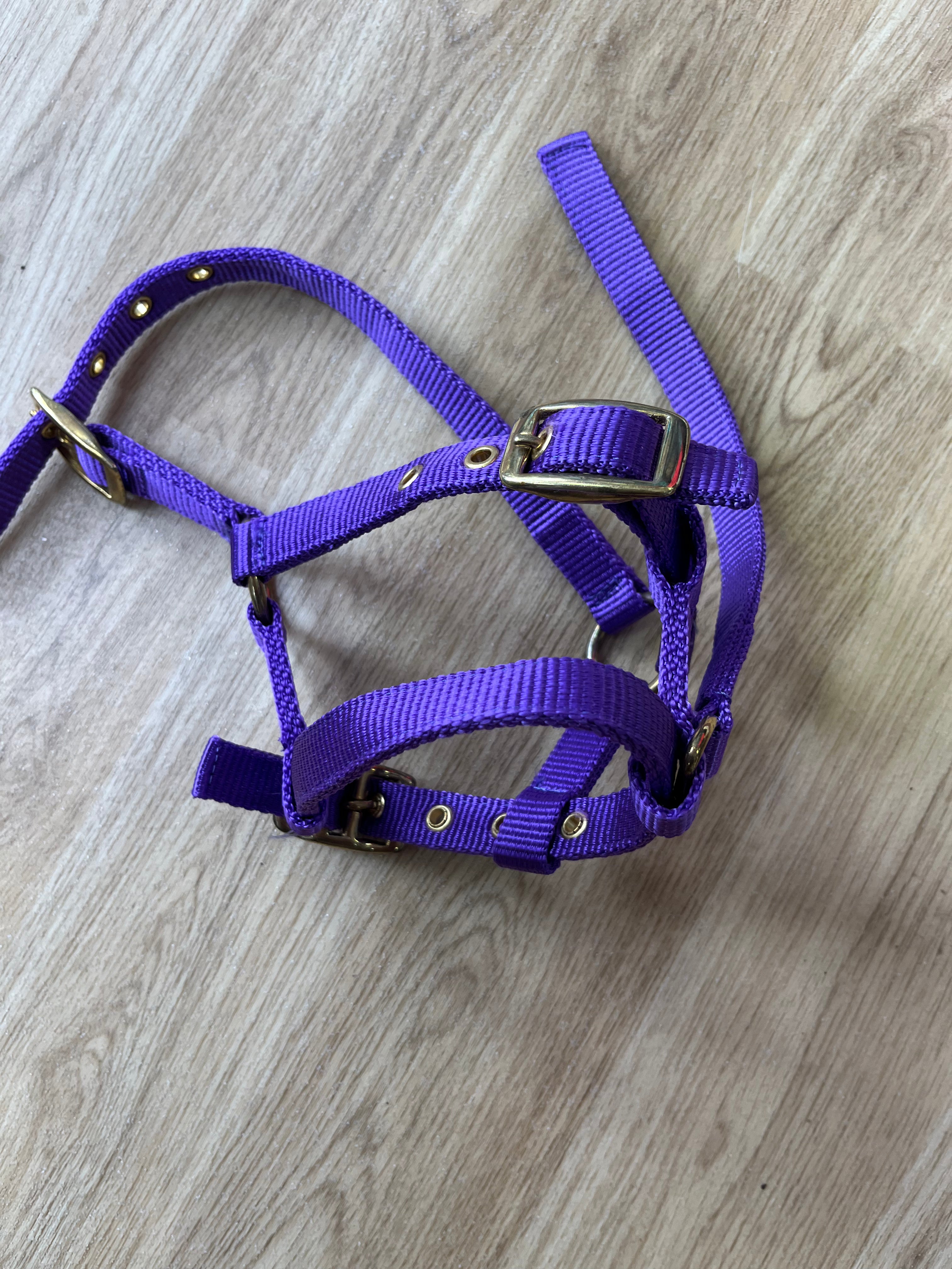 Foal Headcollar