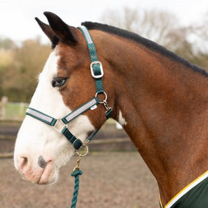 Gallop Bling Headcollar & FREE LEADROPE