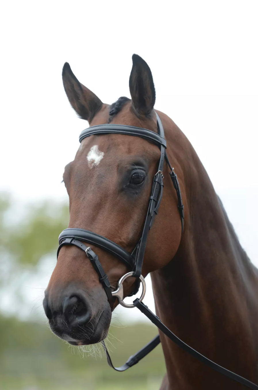 Kincade Black Full Flash Bridle